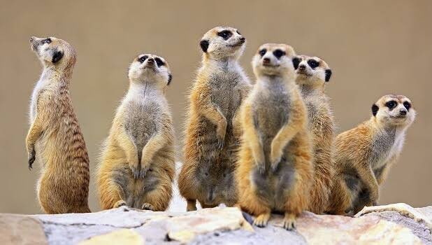 My friend Tom Osanjo is telling me to hire mongoose from @kwskenya to help me deal with the problem of rodents and snakes at my rural home. I don’t know why CS Balala <a href="/tunajibu/">Hon. Najib Balala E.G.H</a> has not sent his sales ladies and wildlife naming team to my home.