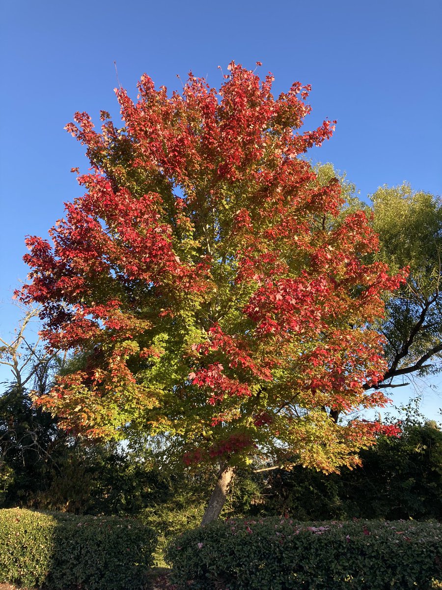 K2Runs's tweet photo. Each step I take has me falling in
l🍁ve with Nashville.
#SeenOnMyWalk #Nashville #NashvilleTN #MusicCity #CumberlandRiver #FallVibes #Fall #FallFrost #OptOutside #Walk #Walker https://t.co/GFkTpslpJe