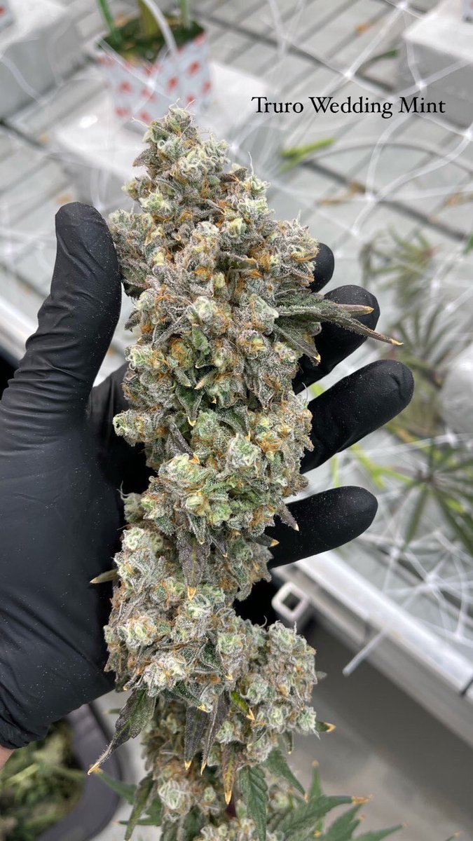 trurocannabis's tweet photo. Beauty shot of recently harvested #TruroWeddingMint 🔥

Wedding Cake X Kush Mints 11 

THC (this batch): 28%

#TruroCannabis #YourBestBud #CraftLegacy #Handtrim #HangDry #SlowCure #PremiumCannabis #CraftCannabis https://t.co/6ZRB6F6xKt