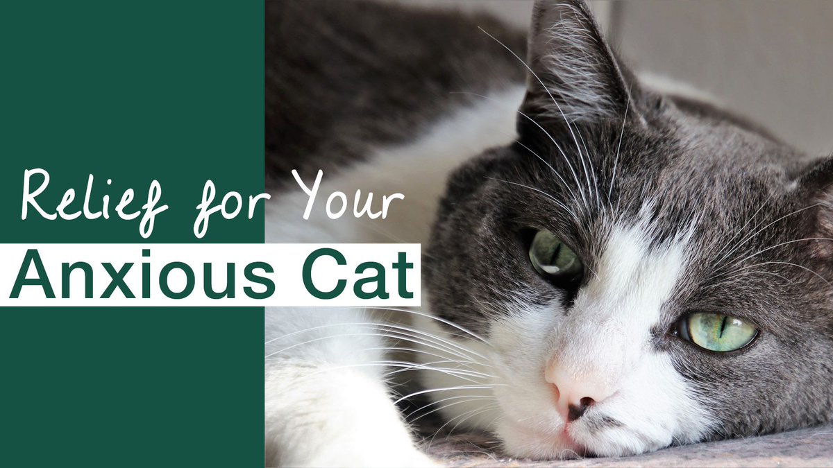 "Cat anxiety can be obvious or subtle. As pet parents, it’s our job to tune in to our cat’s behavior &amp; practice careful observation. Understanding what sets them off can provide clues as to how to calm them down." 🐱 Read on to find out! buff.ly/2Su07JF #scaredycat