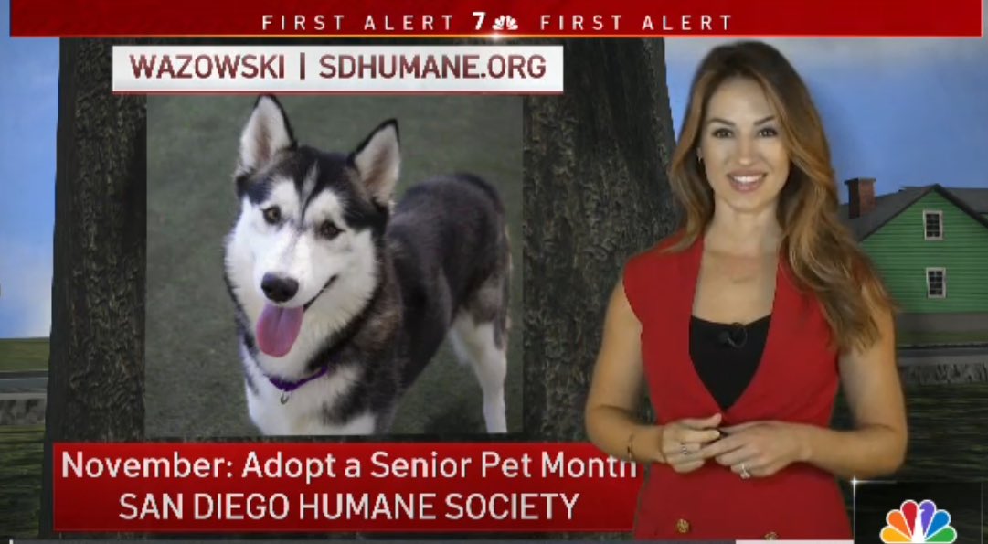 It’s Adopt a Senior Pet Month at <a href="/sdhumane/">San Diego Humane Society</a>