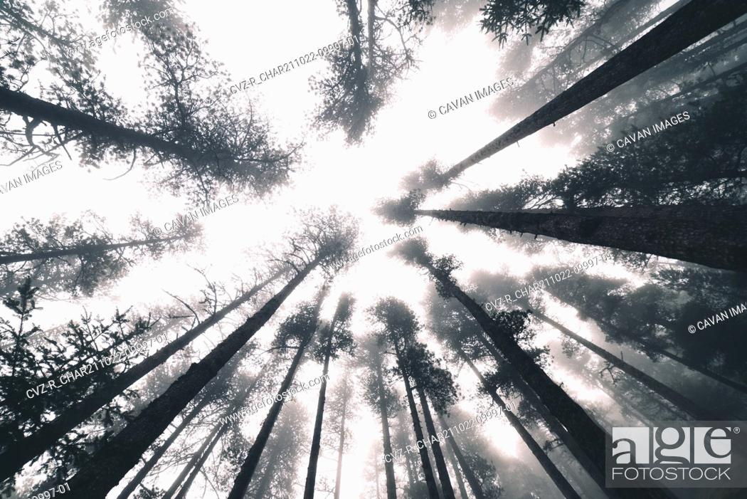 age_fotostock's tweet photo. Trees in a foggy forest.
📷: https://t.co/riVNYrQUOl
#WeLovePhotography  #PhotographyLovers https://t.co/r9FLCvLUaI