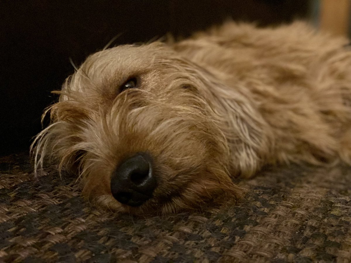 davidwaters77's tweet photo. Monty the Basset Fauve de Bretagne is nicely chilled with @ClassicFM @CharlotteHawkns #PetClassics show, during tonights fireworks 💥💥 #BFdB https://t.co/gOjxEoypQu