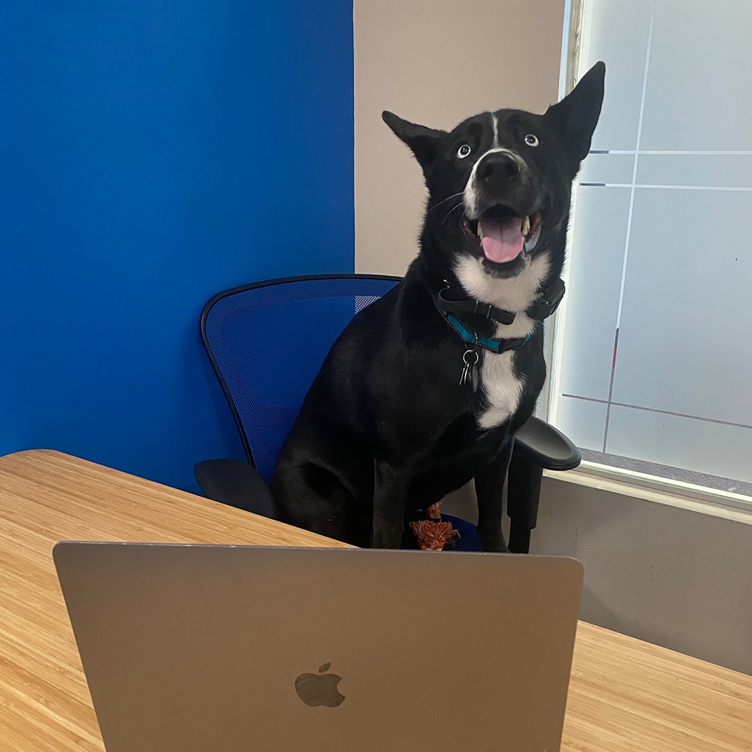 KonstructDigi's tweet image. Meet the newest member of the #KonstructDigital team... Leo! 🐶🐾

At only 2 years old, this Labsky (half lab, half husky) is definitely the youngest member of the #KTeam so far. 🥺

Treats and fan mail can be sent to our offices 😜
