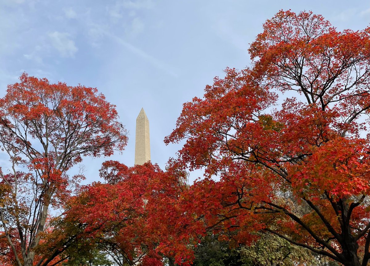 A line of trees show bright orange and red leaves with the white stone tower of the Washington Monument standing in the background.
