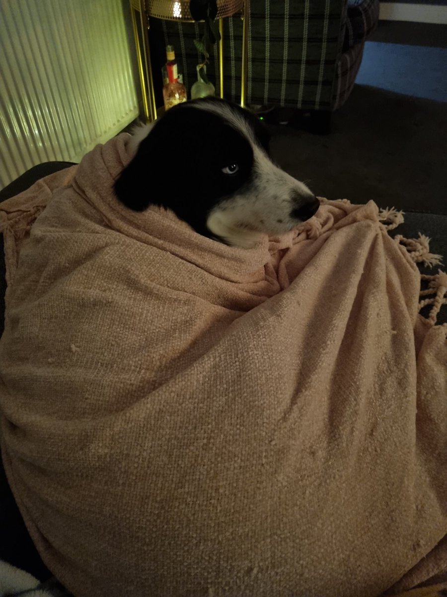 kittporterx's tweet photo. Thank you @ClassicFM - a now very calm dog! 😍 https://t.co/CPhYxY1ASn