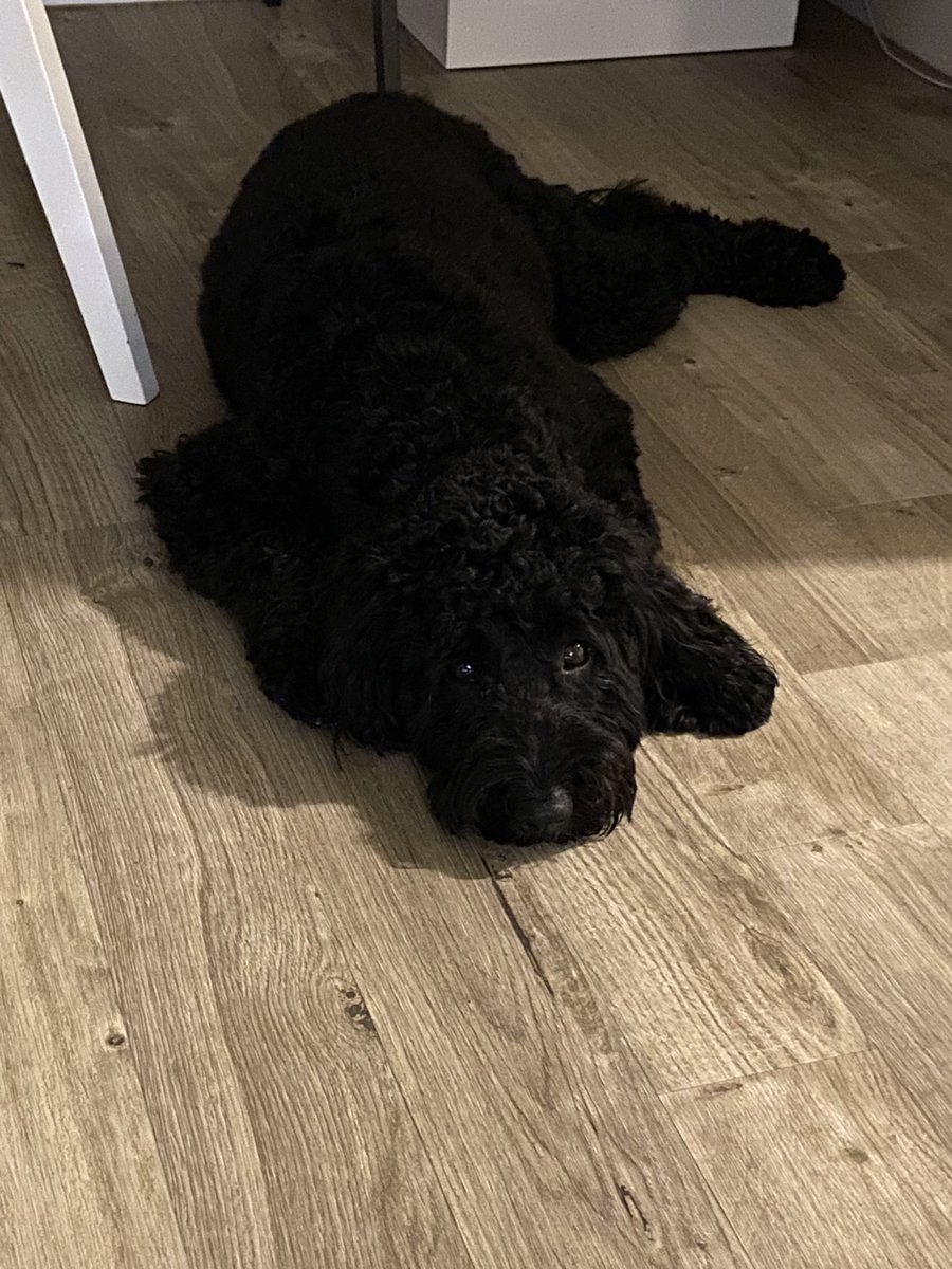 Amanda_Bishop31's tweet photo. @ClassicFM we are chilling and listening in to stay calm #firstfireworks #classicpets thank you for thinking of our furry friends https://t.co/Jnc7H3YC7V