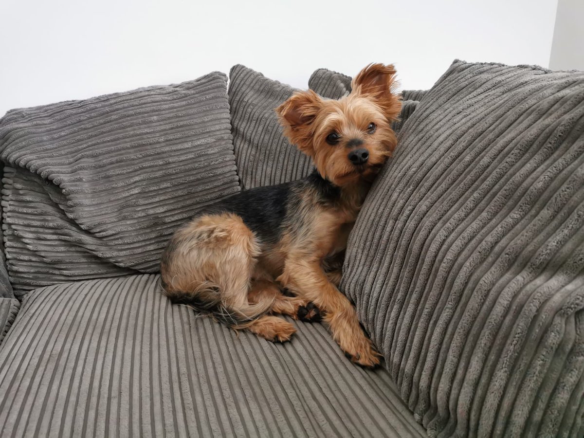 TreorchyYorkie's tweet photo. Having a cuddle with Daddy while #BonfireNight is on, listening to #PetClassics on @ClassicFM. My hamster brother is sleeping upstairs with a blanket to shield him from the noise 😴 https://t.co/0qZfg11r2S
