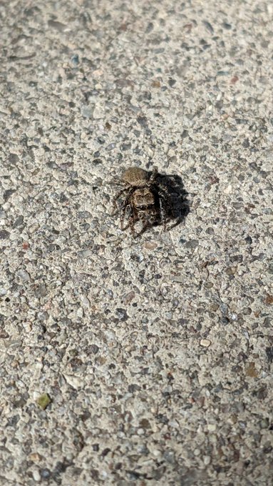 I found a jumping spider next to me while doing yoga.  Findom https://t.co/Z94IUPXsAL
