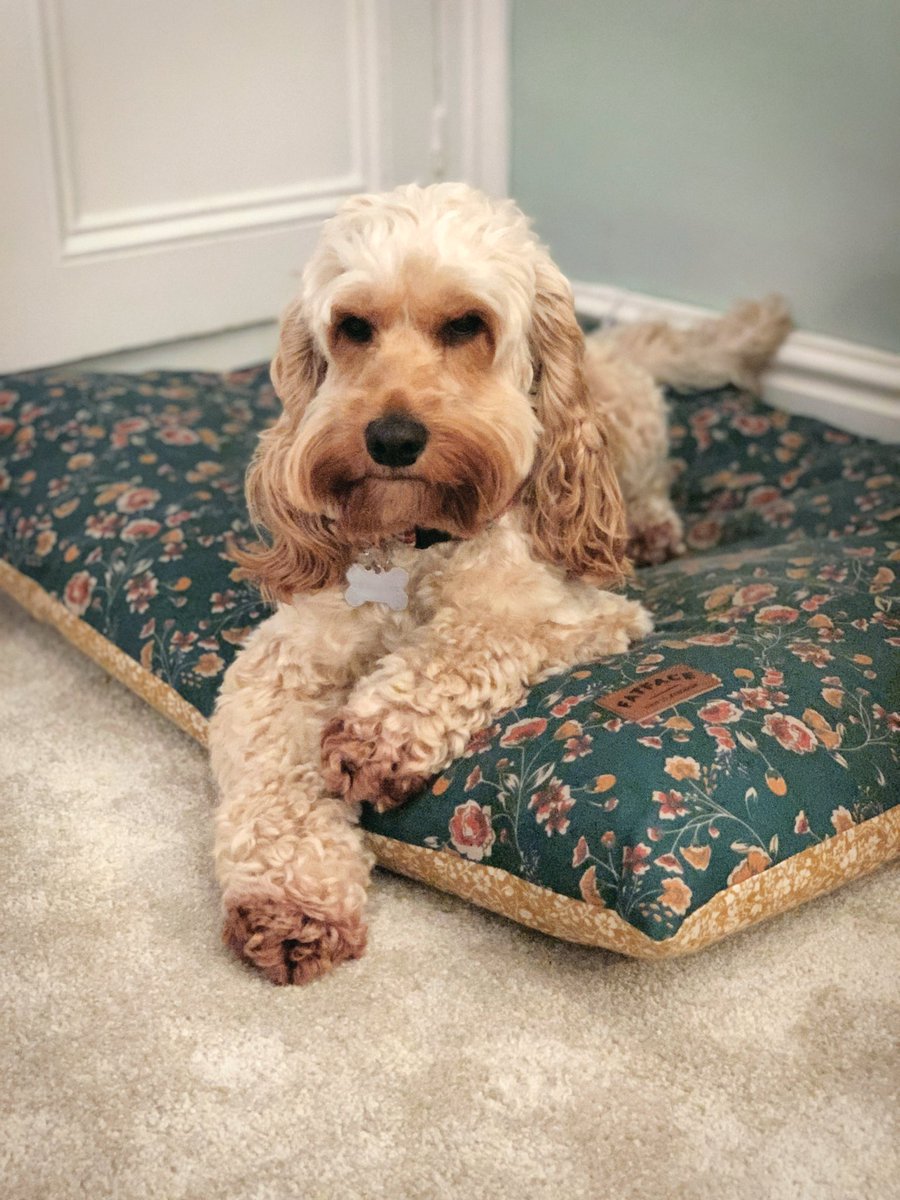 Lottie enjoying <a href="/ClassicFM/">Classic FM</a> ‘s #PetClassics this evening to drown out the fireworks 💥
