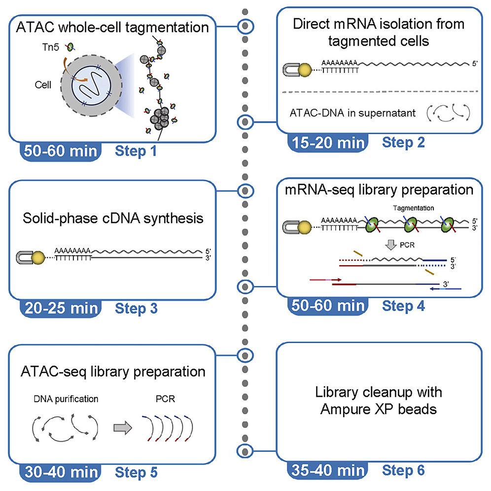 STARProtocols's tweet photo. Check out this simple and fast dual-omics (#ATACseq &amp; #mRNAseq) #protocol for low-input samples, enabling  simultaneous profiling of chromatin accessibility and gene expression from the same cells: https://t.co/kdjpqp9E4j
By Ruifang Li @sloan_kettering 
Research @CellRepMethods https://t.co/WyqqIFvWu9