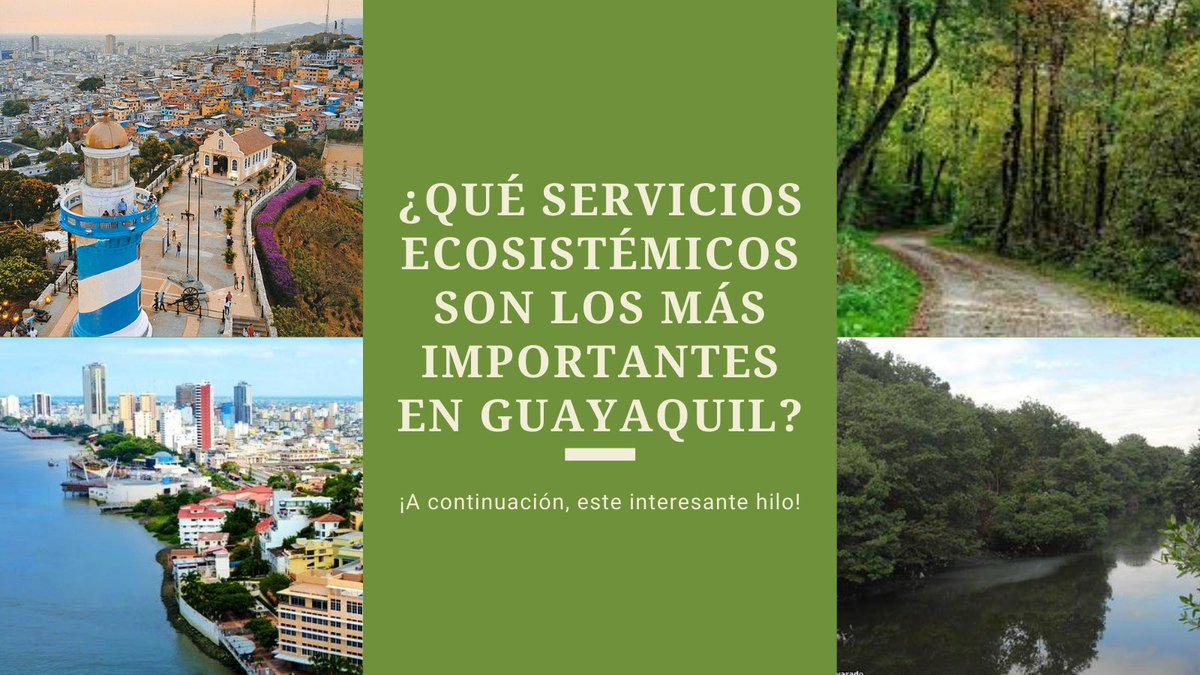 maitetowersc's tweet photo. Existen varios servicios ecositémicos; en este interesante hilo, se expondrán los más importantes en la ciudad de Guayaquil. 
¡Te invito a leerlo! #CienciasSostenibilidadESPOL #ServiciosEcosistémicos @PilarCo70133476 @GustavoManriq_M @Ambiente_Ec @ESPOLsostenible, @camachojaime https://t.co/V5CzC6CNaY