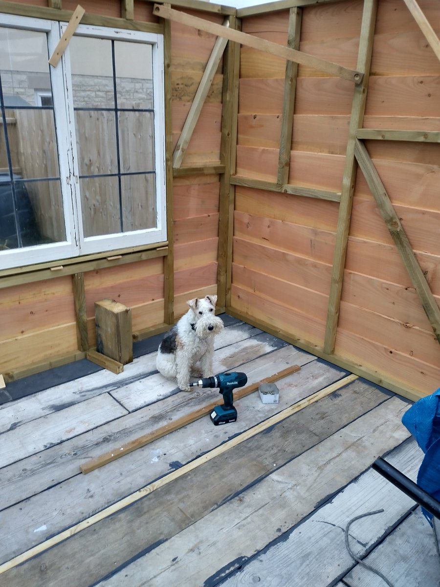 ladygagajes's tweet photo. Supervisory role today #shedbuilding #happydog #wirefoxterrier #waneyedge could this be my dream kennel...... https://t.co/vKApbhc3ph