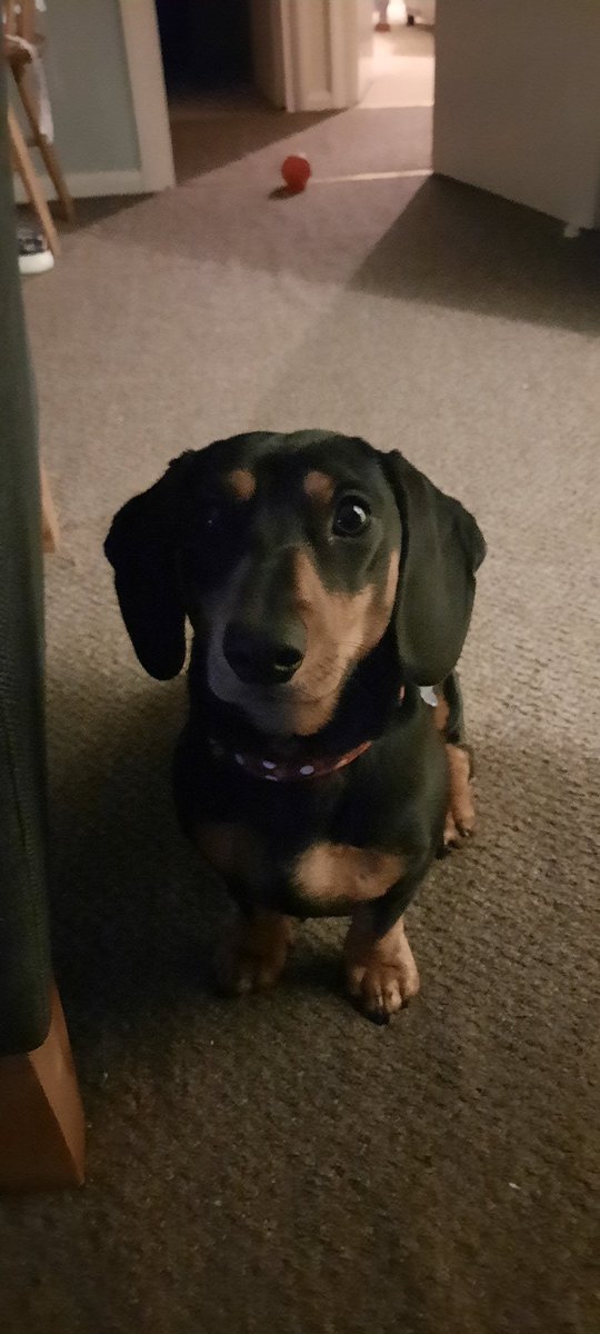 DomDelonge's tweet photo. @ClassicFM our little daxie Otis is loving the music. Thank you https://t.co/JSfO5rPV89