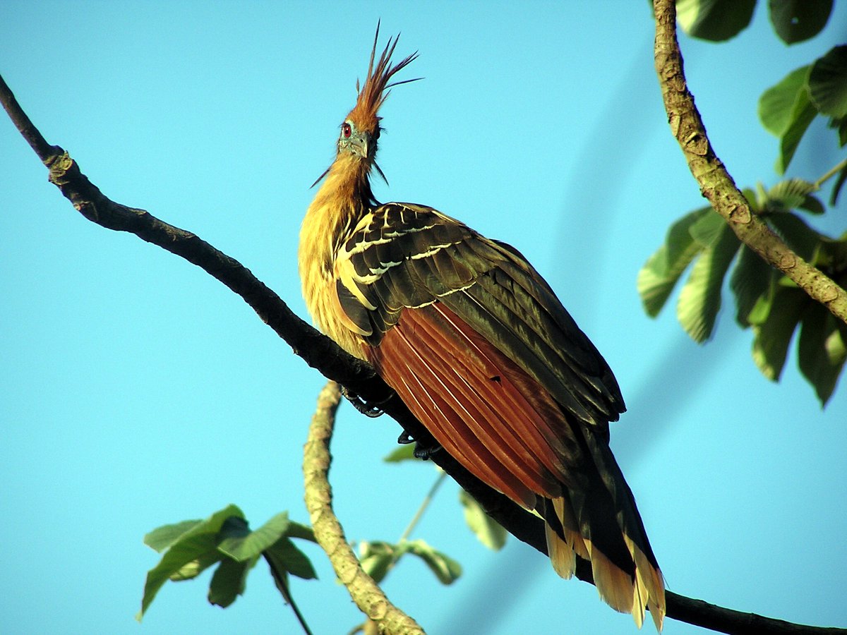 Hoatzin (Opisthocomus hoazin); Beni River, Bolivia. Local name: Serere (Bolivia).