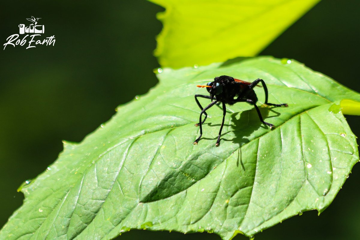 CFCRobertt's tweet photo. Mi más grande y extravagante hallazgo en la naturaleza🌱🌿,  ya la habia visto una vez en vuelo pero no pude fotografiarla, LA AVISPA CAZA TARANTULAS 🕷️, miembro de una tribu  Pepsini de avispas de la familia Pompilidae.
https://t.co/nYbh5IlueD✌️📸 https://t.co/IitLW64VaS