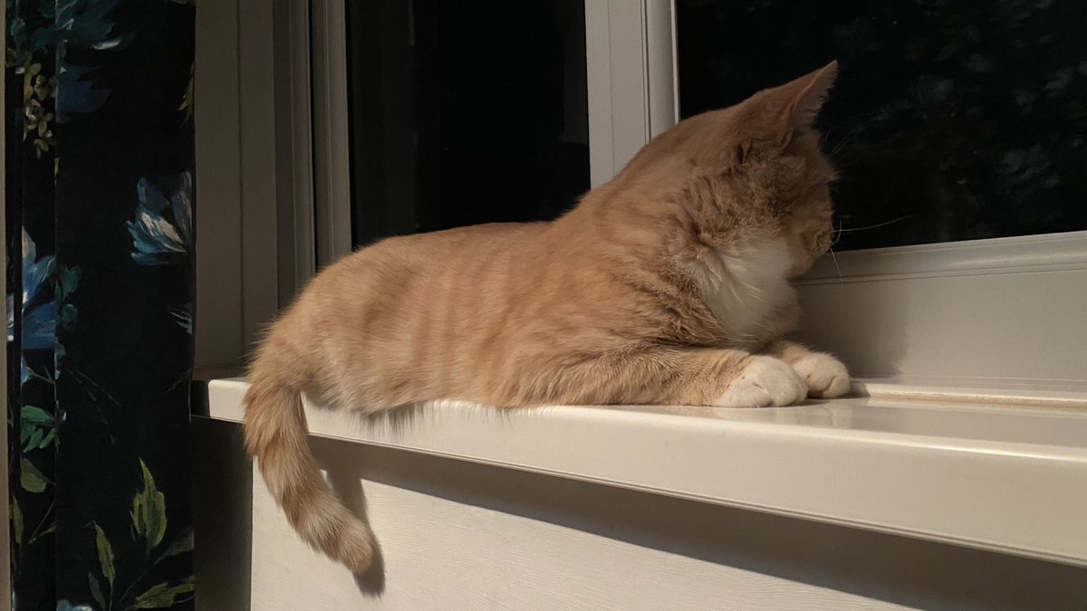 Enjoying the pretty fireworks from this very warm window sill - all thanks to the radiator below 😻 #catsoftwitter #catsontwitter #cats #adoptdontshop #Fireworks #bonfirenight2021 #FireworksNight