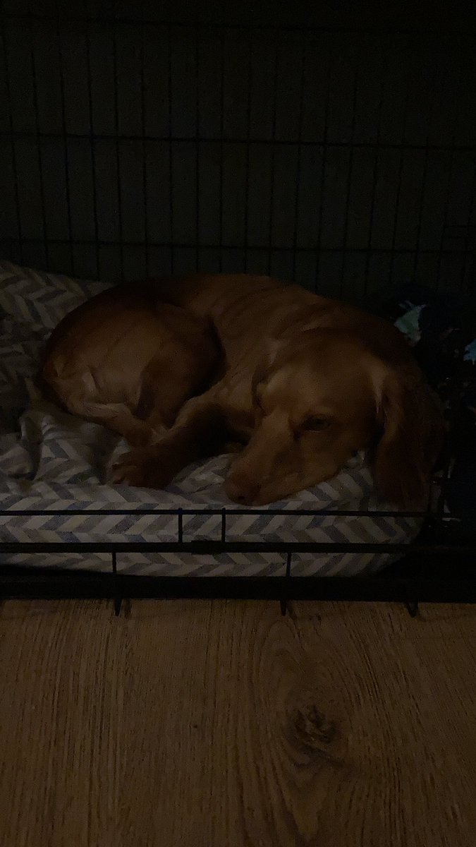 EJHawk27's tweet photo. Thank you @ClassicFM for your Pets night music for this little pup during Bonfire night/Diwali celebrations https://t.co/goEratLIAS