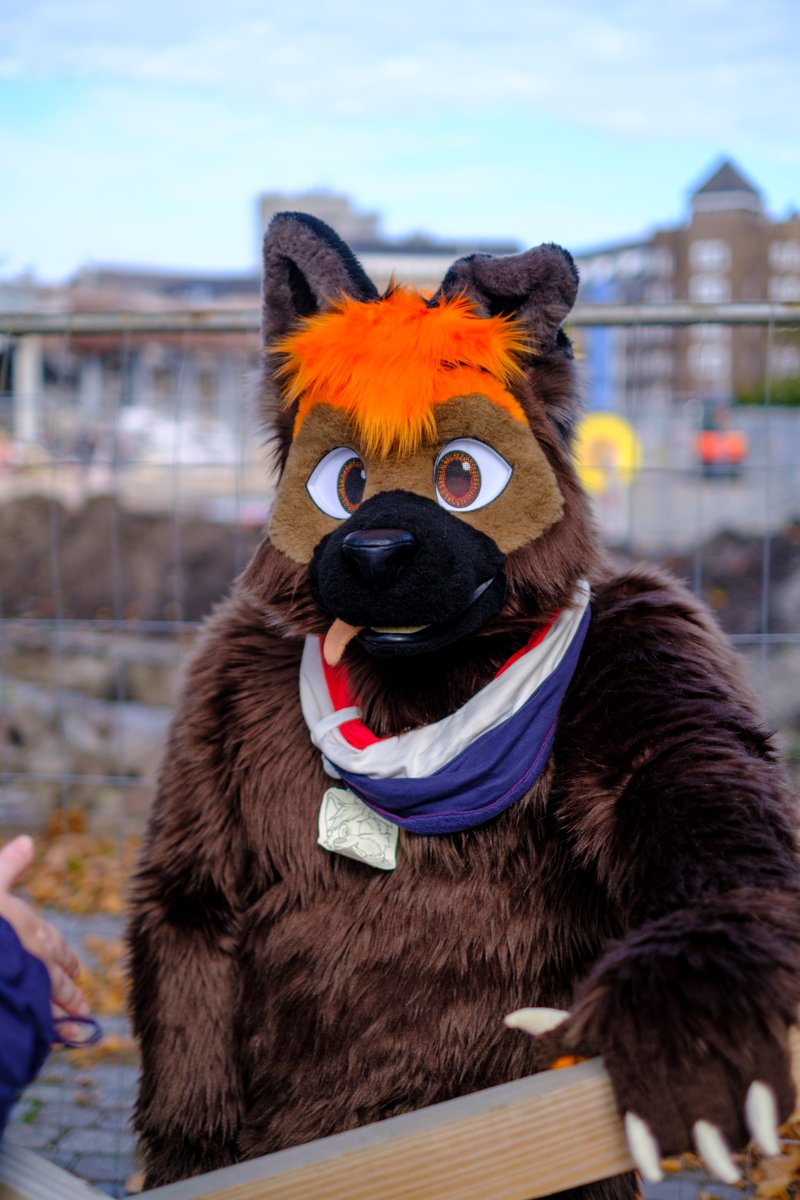 GrangerTheDog tweet media