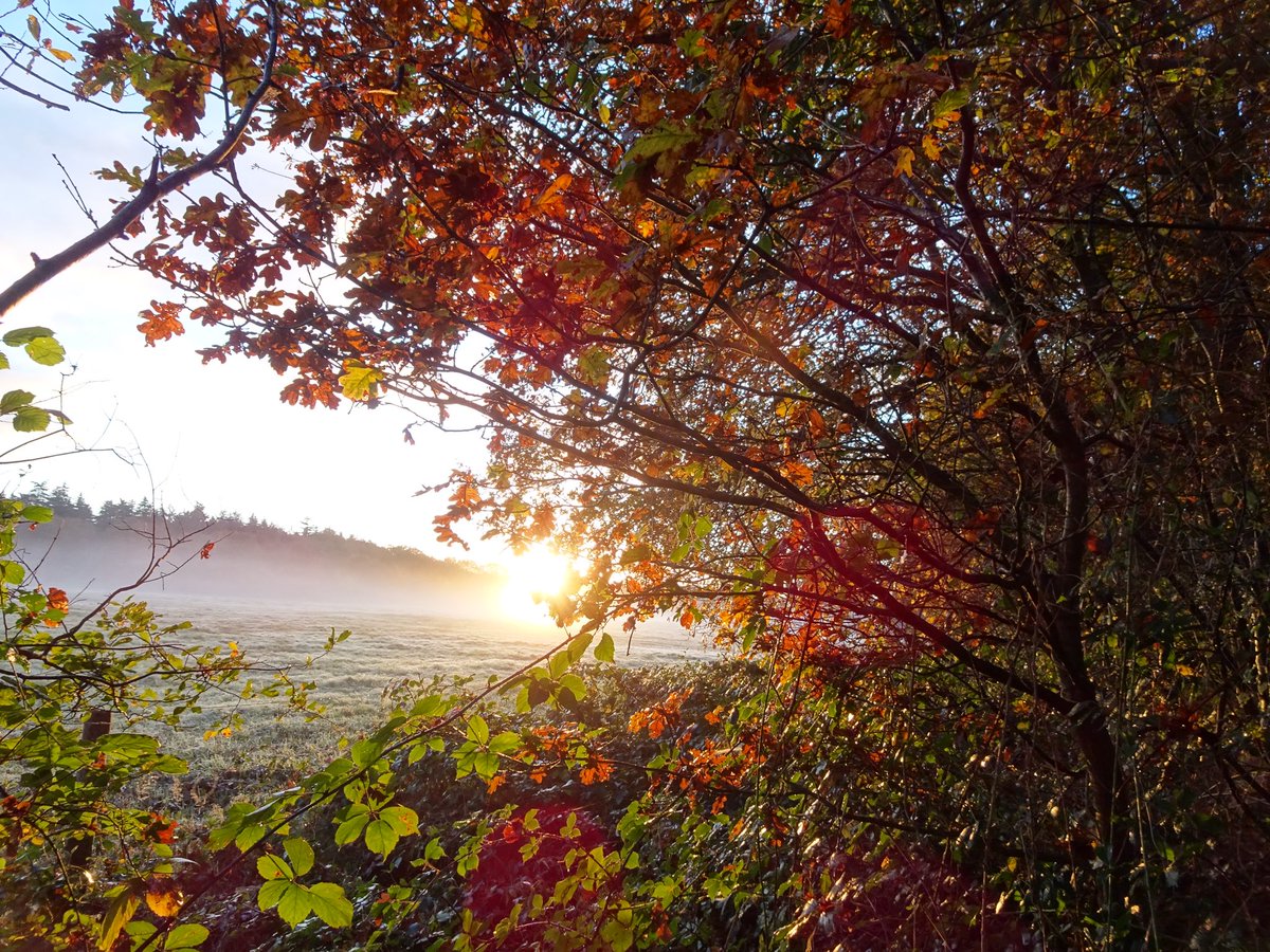 tjissebrookman's tweet photo. Vanochtend vroeg een mooie wandeling gemaakt. Geeft energie voor de hele dag🍂🍁🥾fijn weekend allemaal #keepwalking #natuur #natuurisgezond #staatsbosbeheer #itfryskegea @nfhfoundation @samenfitter https://t.co/uJZeWnluRd