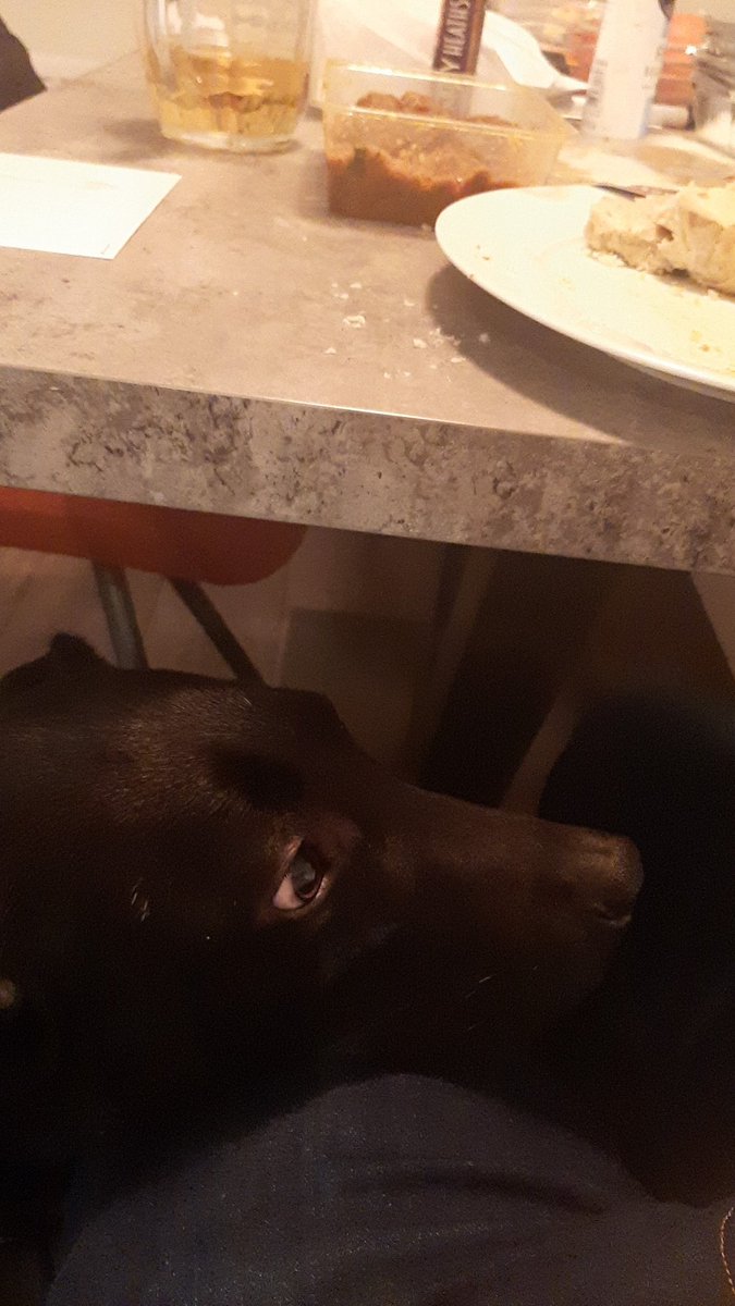 PhilNutter's tweet photo. @ClassicFM well done on distracting and soothing our labrador mix Stanley this evening. He's not bothered by the fire works one bit now and is instead 100% dedicated to stealing our Indian takeaway. https://t.co/pMTcQpQNHZ