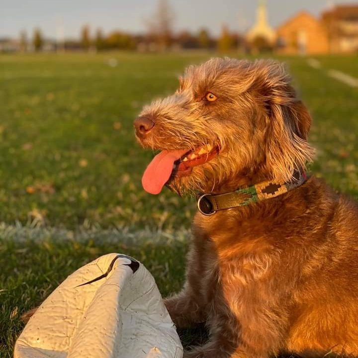 JohnDaffern2's tweet photo. #Missing ran off (possibly due to noise of #Fireworks) at 5:30pm this evening Harcourt Sports Fields #Oxfordshire Please call 07979 421888 with any sightings. #Chipped 
https://t.co/S3jI2KDh62 https://t.co/6vgM5sRGQj
