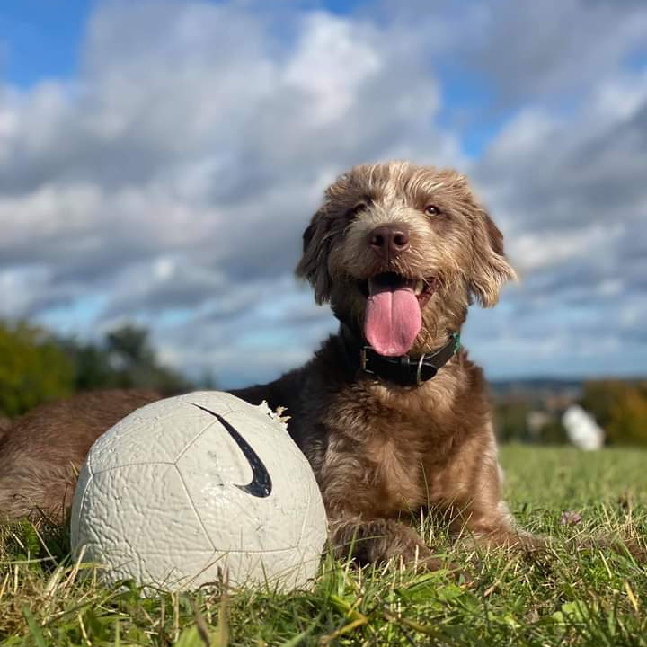 JohnDaffern2's tweet photo. #Missing ran off (possibly due to noise of #Fireworks) at 5:30pm this evening Harcourt Sports Fields #Oxfordshire Please call 07979 421888 with any sightings. #Chipped 
https://t.co/S3jI2KDh62 https://t.co/6vgM5sRGQj