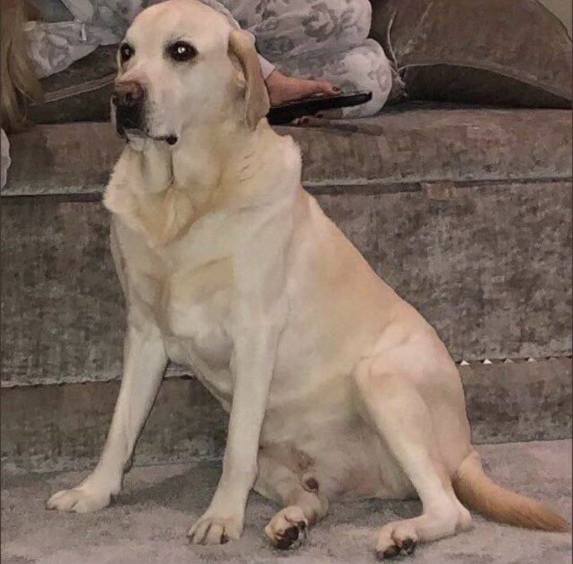 RjayCeltic's tweet image. Rest in peace big guy❤️😞

fuck bonfire night man