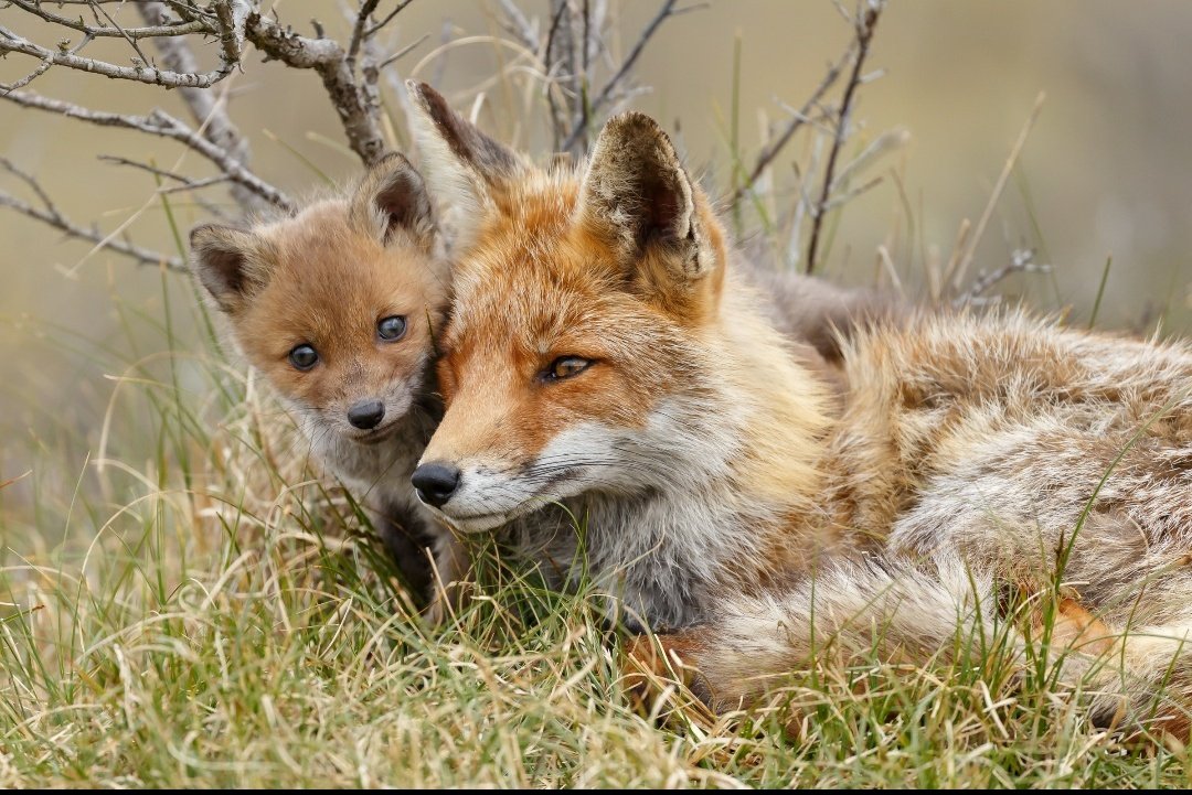 Protect the Wild tweet media