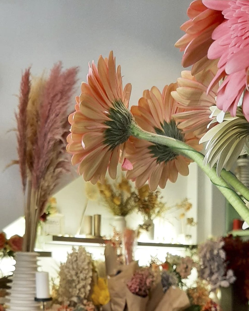 BlancVilassar's tweet photo. Una petita selecció de la nostra flor fresca tallada, sempre lledta per als vostres rams de flors.
#VilassarDeMar #VilassarComerç
#FlorTallada #FlorFresca #Floristes #RamsDeFlors #Gerbera #Anturium #Confeti https://t.co/IzMsuxlYhR