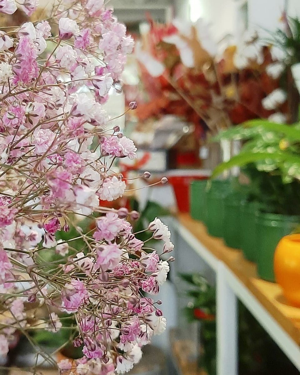 BlancVilassar's tweet photo. Una petita selecció de la nostra flor fresca tallada, sempre lledta per als vostres rams de flors.
#VilassarDeMar #VilassarComerç
#FlorTallada #FlorFresca #Floristes #RamsDeFlors #Gerbera #Anturium #Confeti https://t.co/IzMsuxlYhR
