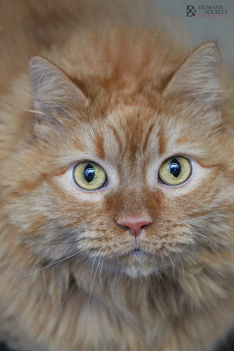 HSWCMD's tweet image. 🍁 $5 Feline Adoptions 🍁

We’re FULL! Our cornucopia of cats is overflowing, and we need your help to make room for others in need! By adopting a cat who needs to find their loving forever home, you’re helping sweet felines have a reason to give thanks early!