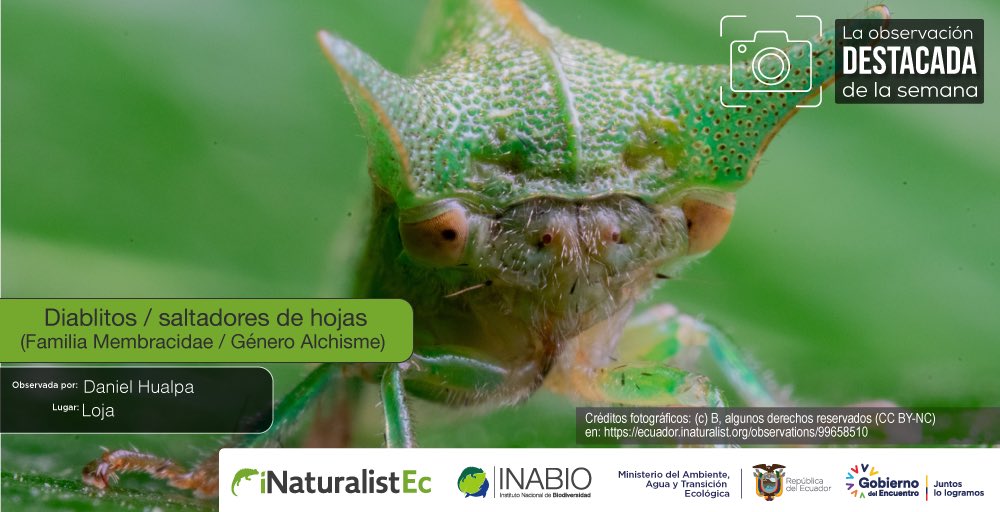 ▶#ObservacióndelaSemana en #iNaturalistEc | Los Diablitos saltadores de hojas son insectos que miden entre 2 y 25 mm, se caracterizan por la estructura detrás de su cabeza (pronoto) que presenta variedad de formas y colores como cuernos, espinas, hojas. ecuador.inaturalist.org/observations/9…