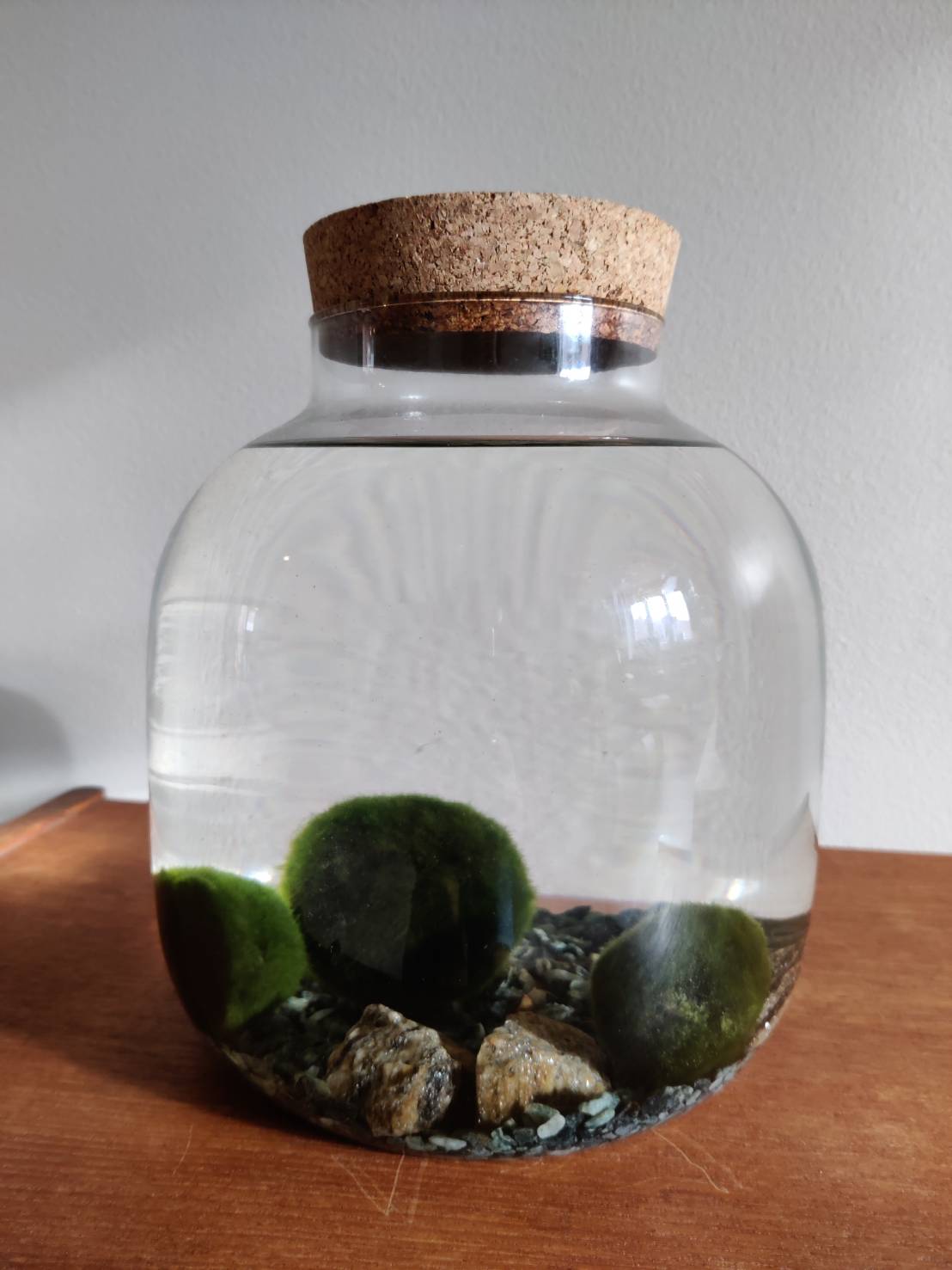 Hokuogamecat スウェーデンでまりも発見した Marimo って書かれてた 幼少期に阿寒湖のお土産でもらって以来の出会いだったので懐かしくなって買った ノスタルジーにお金を出す そんな年頃になったんだな T Co Puq59enfcd Twitter
