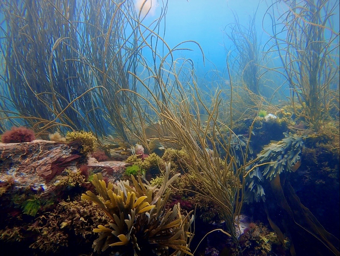 Today <a href="/ConvexIn/">ConvexIn</a> announces a multi-million-dollar partnership with <a href="/Bluemarinef/">Blue Marine Foundation</a>, a charity dedicated to restoring the #ocean to health, &amp; the <a href="/UniofExeter/">University of Exeter</a> &amp; its foremost researchers, with the launch of the Convex Blue Carbon Seascape Survey 🌊 

Read more: greenfutures.exeter.ac.uk/article/convex…