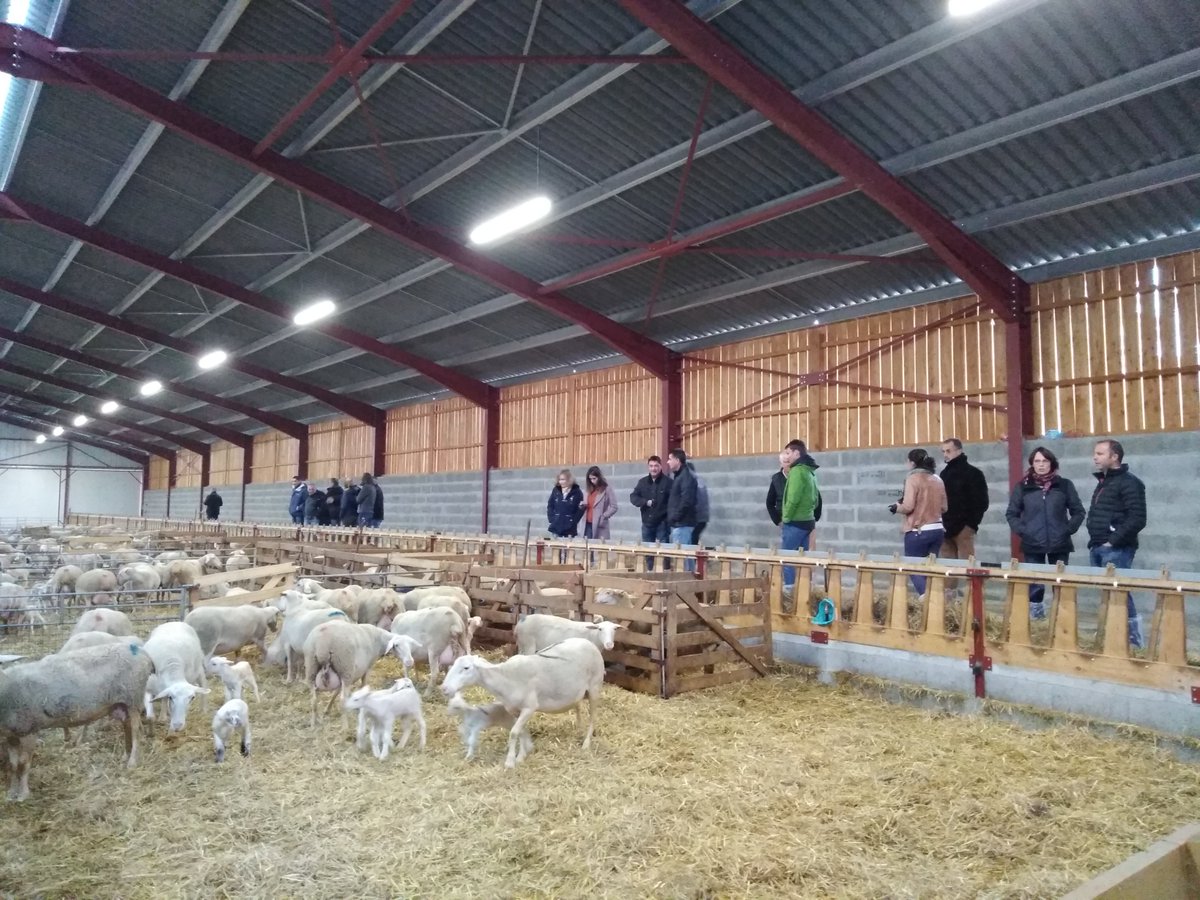 EuroSheepEU's tweet image. 3e atelier national France à Cuzance,
28 participants ont pu échanger et choisir leurs 10 solutions préférées parmi les propositions EuroSheep.
Merci Anthony et René pour l&apos;accueil sur la ferme.
Merci CA46, Capel et @InstitutElevage 
#transnationalworkshop #sheepfarm #robustagno