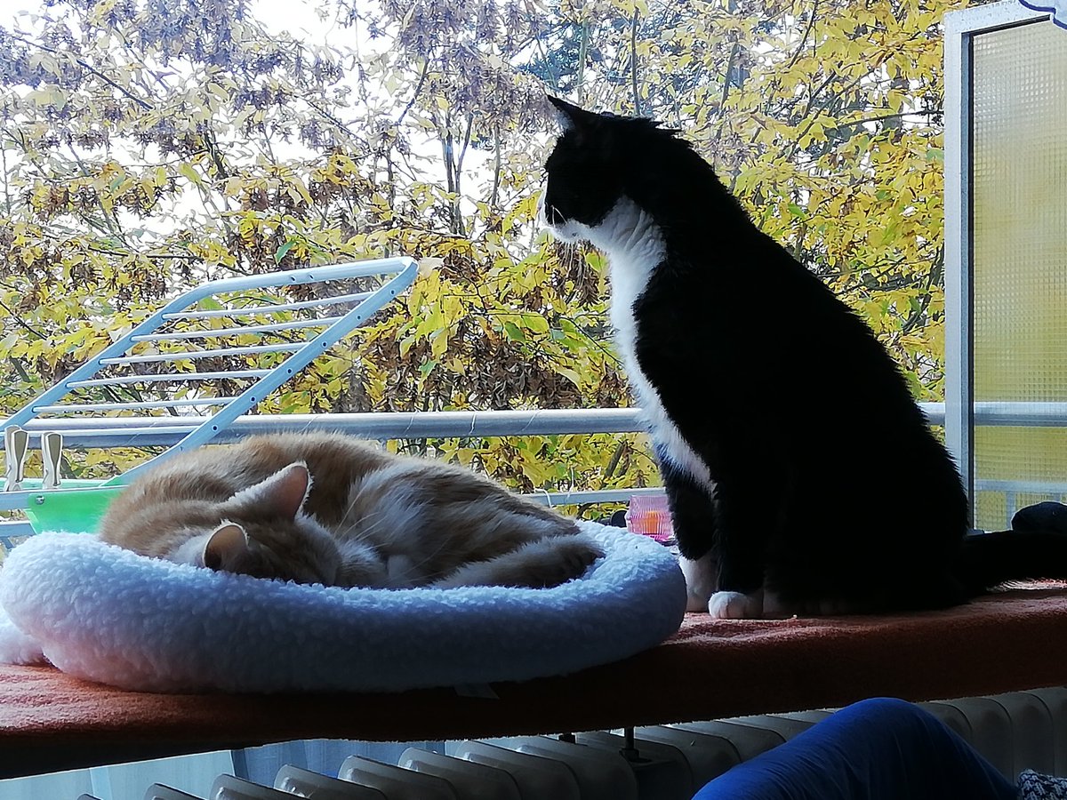 Loki (@deinemutti7) on Twitter photo 