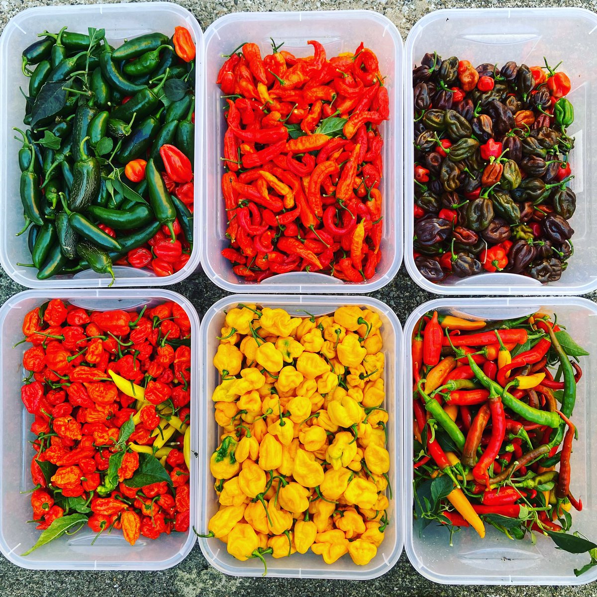 ChilliRogues's tweet photo. Plenty of fresh chilli pods in all quantities available at https://t.co/sVrOKjyMc9

#chilliroguesarecomim https://t.co/tGUqpvv1fx