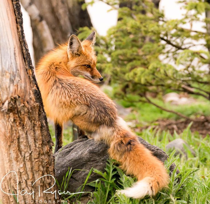 Волк и лиса. Лисы и зайцы. Лесные звери для детей. Лисья белка. Лисья белка.