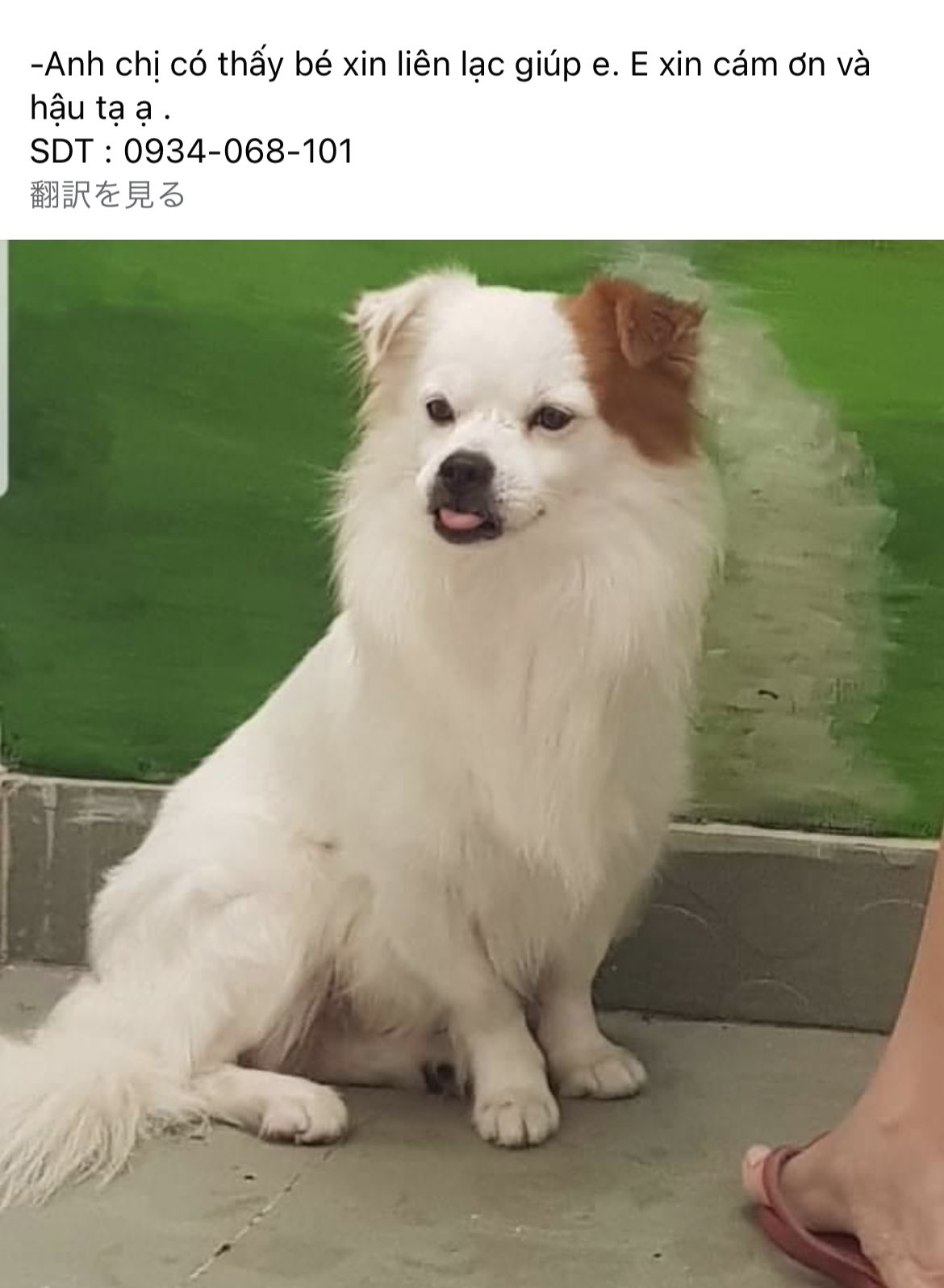 マィコ 帰国できない孤独な1人社長 Facebookのベトナム人の投稿を なんとなく見ていたら 最近ホーチミン市内で 相次いでるみたい 人や犬の迷子 おそらく連れ去り 他にもまだ投稿写真があるけど Twitterの枚数制限 これ 全部1週間以内です