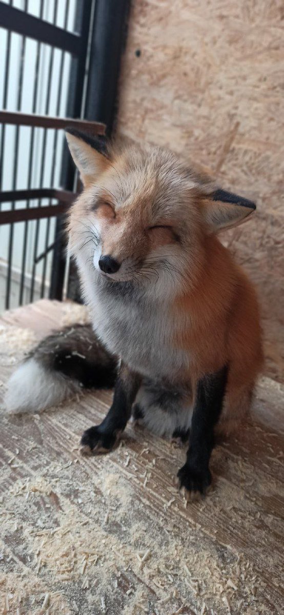 KosaffCollie's tweet photo. ⚠️TWITTER PERSONS WARNING⚠️
@DumbFolfEclipse is a bulli, they called me gay and stimky but won't admit that they are cute!! For any information you have on this person location call: 621-420-696
This stimky cutie must be brought to justice :(
Artists representation of the bulli: https://t.co/QKCcY94WgK