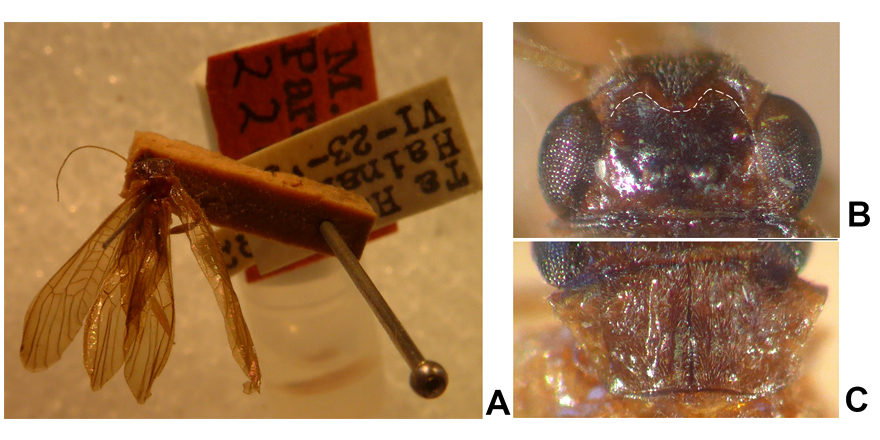 ejtaxonomy's tweet photo. [#Entomology] Review of the genus Chinoperla Zwick, 1980 (Plecoptera: Perlidae: Perlinae) from China.

🔗 DOI: https://t.co/7aE7Lc6xnL
🖋️ Rao-Rao Mo, Rui-Jun Liu, Guo-Quan Wang, Wei-Hai Li, Dávid Murányi
#Perlidae #Plecoptera #Insecta #biodiversity #taxonomy #stoneflies https://t.co/HOTfVqvRdh