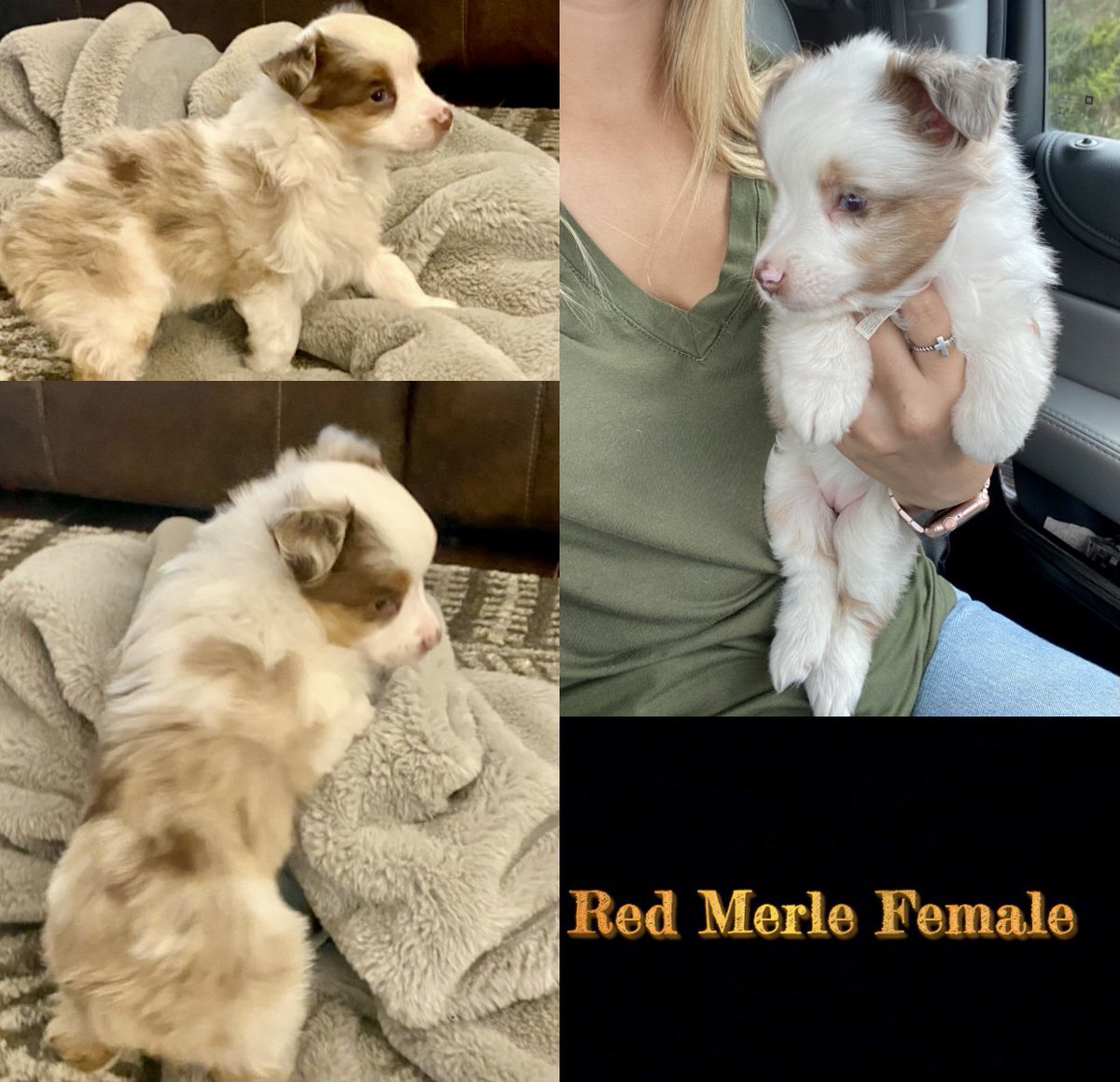msargent36's tweet photo. ASDR Toy Aussies

Born 9-10-21
Located in Conroe, Tx
Tails docked / Dew Claws removed
Will come with first round of shots.
Parents pictures in comments. https://t.co/K3YnqNzKmY
