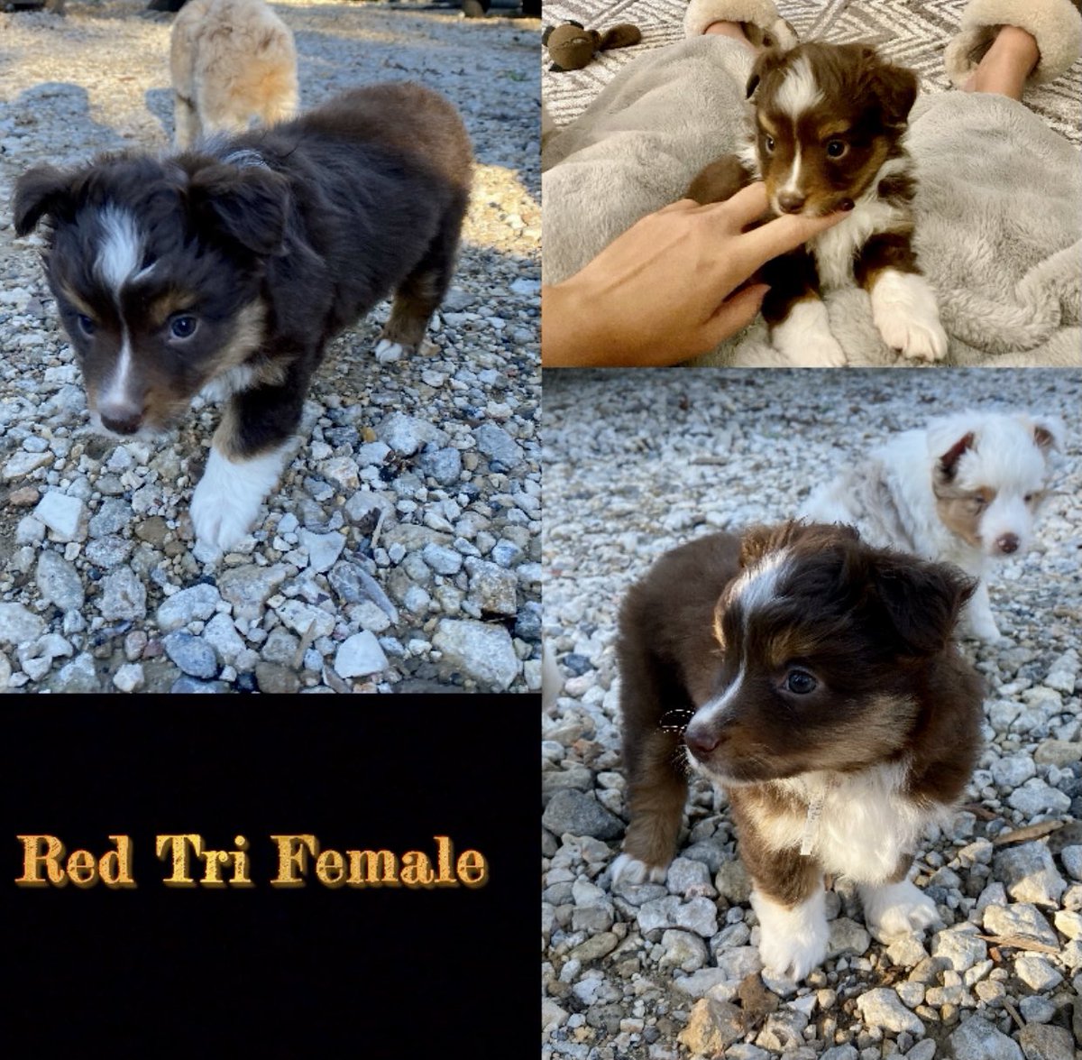 msargent36's tweet photo. ASDR Toy Aussies

Born 9-10-21
Located in Conroe, Tx
Tails docked / Dew Claws removed
Will come with first round of shots.
Parents pictures in comments. https://t.co/K3YnqNzKmY