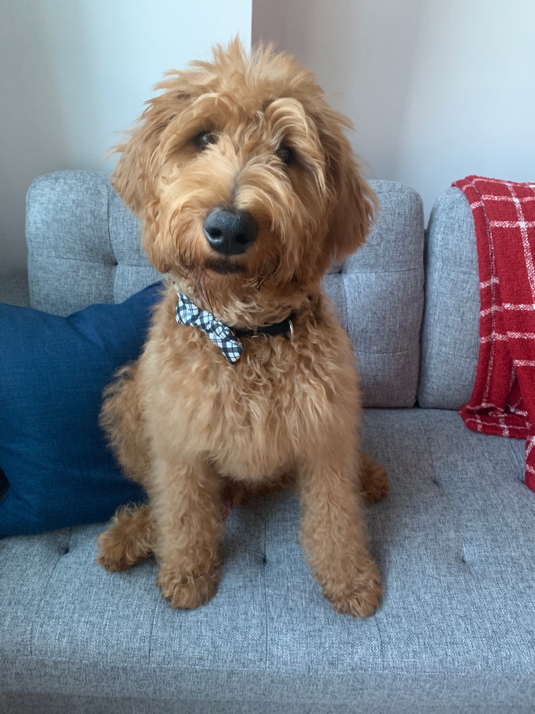 NorthwesternEM's tweet photo. #PetsofNUEM Meet PGY1 @Mpourriahi 's dog, Leo! Leo is a labradoodle who is smart & loving w/ a sprinkle of stubbornness! Despite being a full-size big dog, he is a gentle giant and loves making friends with smaller doggos! In his free time, he enjoys chasing birds and squirrels! https://t.co/5waWI28wkq