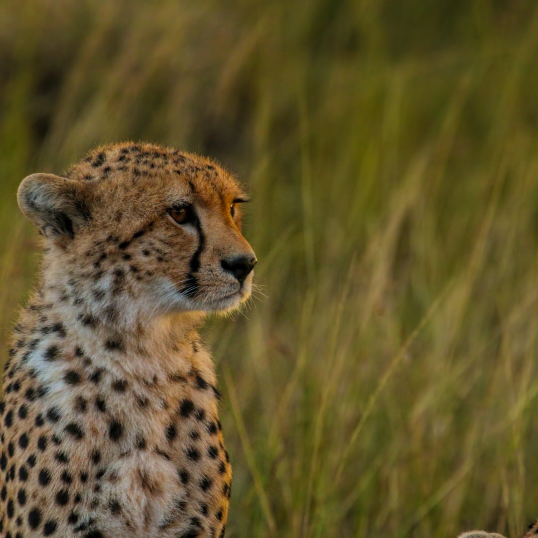 These beautiful creatures are considered vulnerable and are on the red list of threatened species. Due to the increase of humans building on the land, their habitats are declining. 

Have you ever seen a cheetah in the wild? We'd love to hear about your experience below... 
.
.