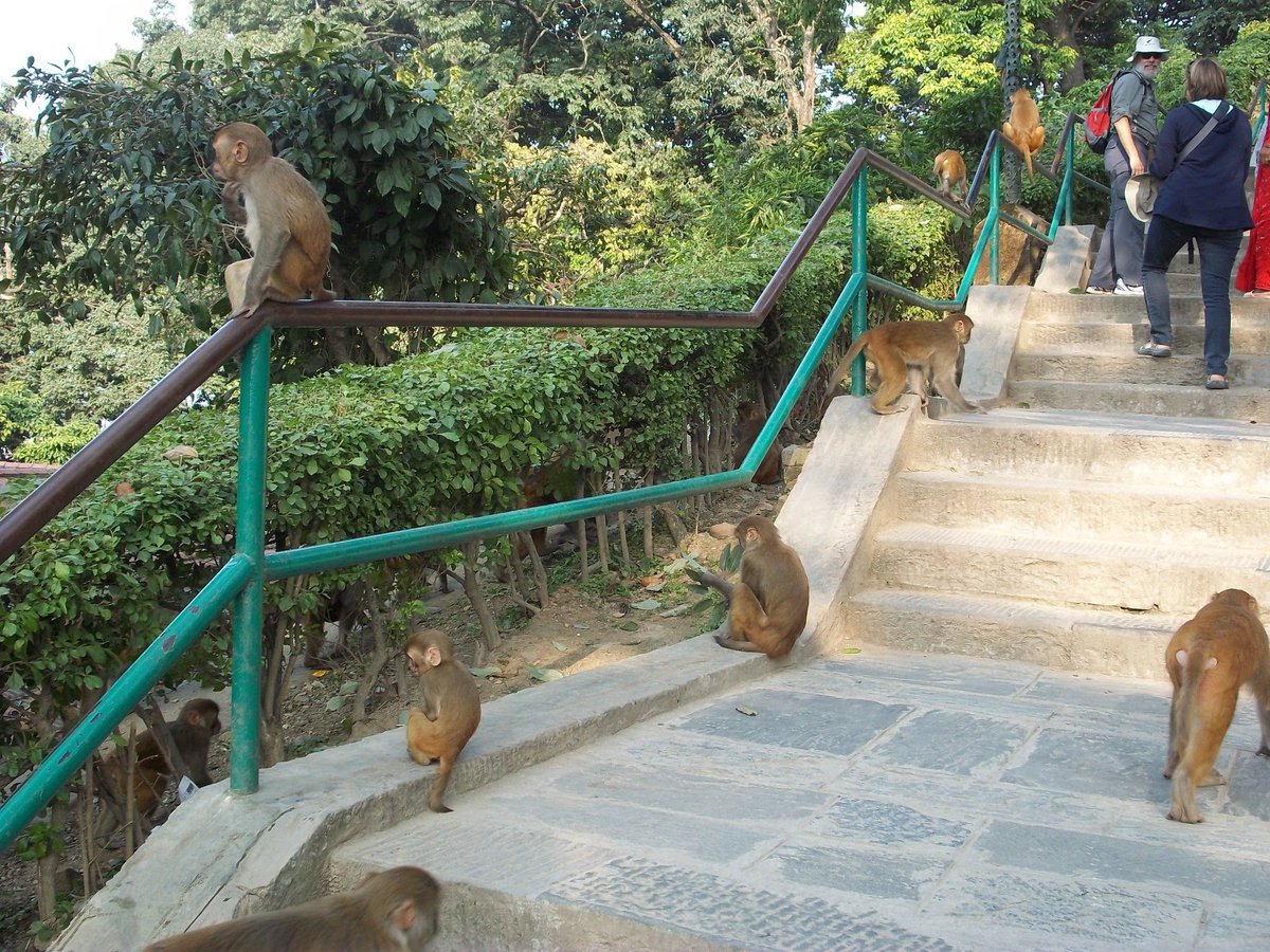 IntlCommission's tweet image. 🇳🇵 If you visit Swoyambhu Stupa in Kathmandu, Nepal, you're guaranteed to meet some monkeys. This ancient Buddhist temple is home to 400 free-ranging rhesus macaques. They're great at posing for photos, but also at stealing your stuff — so watch your valuables!