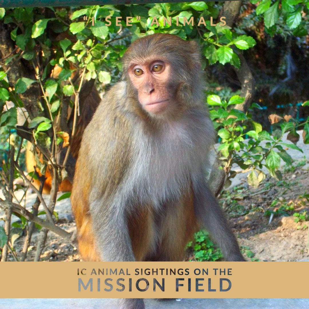 IntlCommission's tweet image. 🇳🇵 If you visit Swoyambhu Stupa in Kathmandu, Nepal, you're guaranteed to meet some monkeys. This ancient Buddhist temple is home to 400 free-ranging rhesus macaques. They're great at posing for photos, but also at stealing your stuff — so watch your valuables!