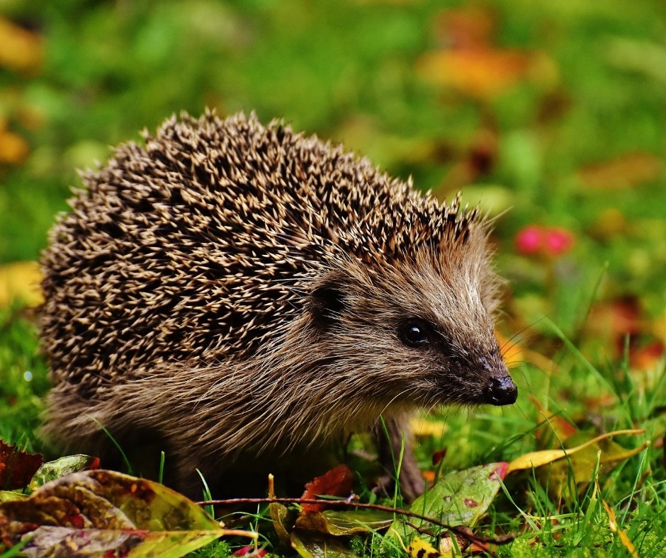 How Long is it Since You Last Saw a Hedgehog?

How long is it since you last saw a hedgehog? The UK has lost a third of its population since 2000, and their numbers are declining as fast as tigers in the wild.

#WeAreAPL #PapillonGardens rfr.bz/t3ej1c4