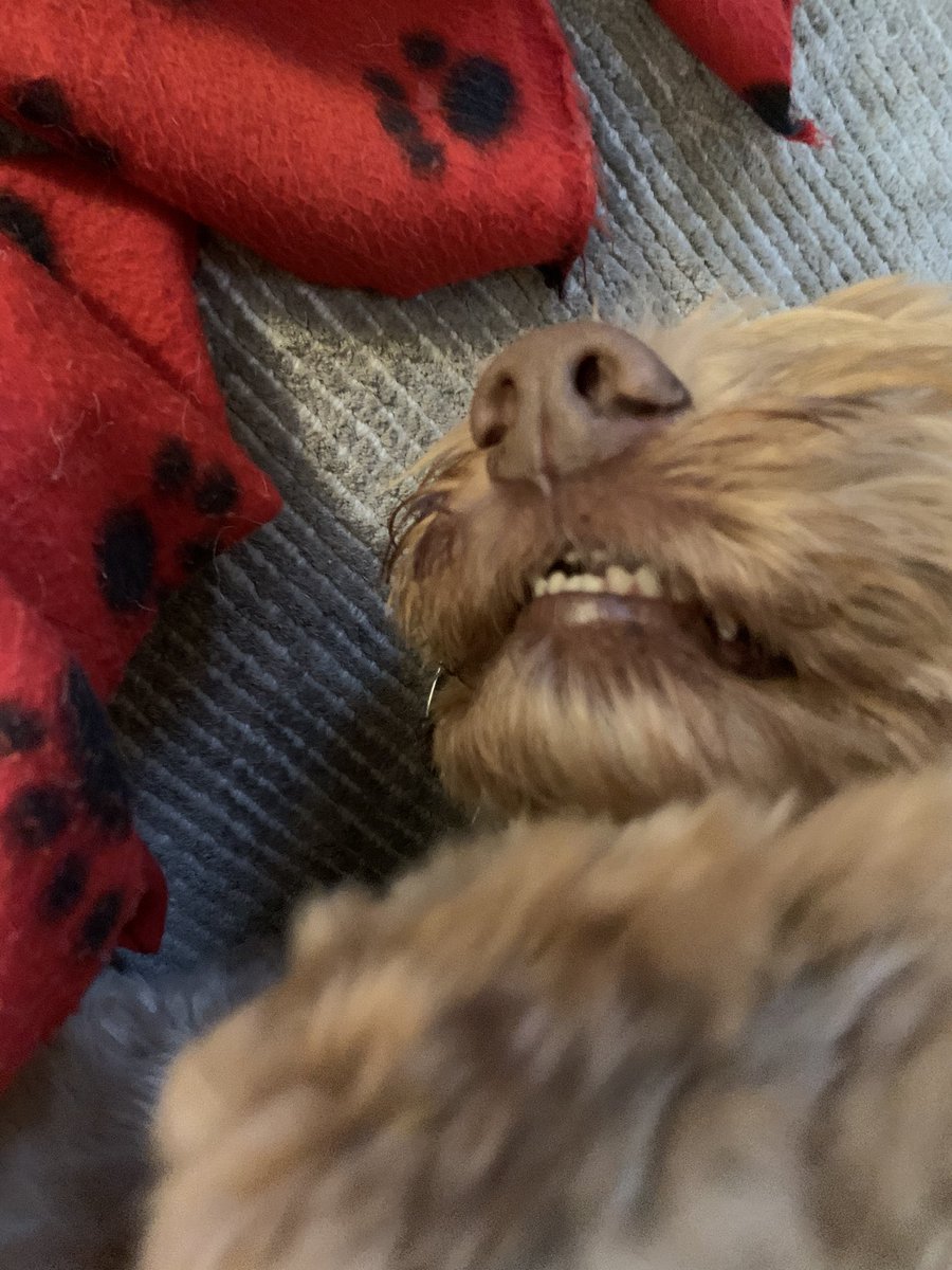 epowell101's tweet photo. Happy Friday! #fuzzydog #startuplife #firstemployee https://t.co/ZGAC814CYJ